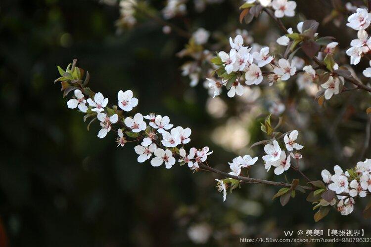 美美🍃【美摄视界】