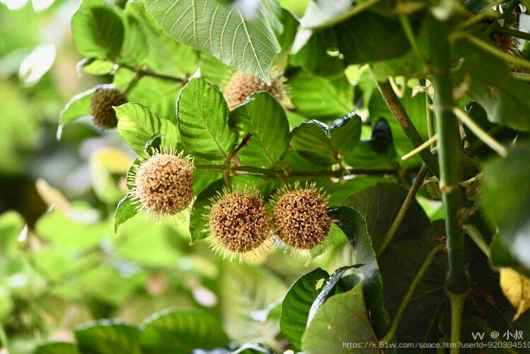 行摄广州毛钩藤