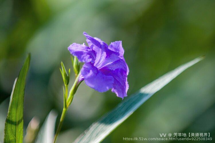 芳草地【美摄视界】