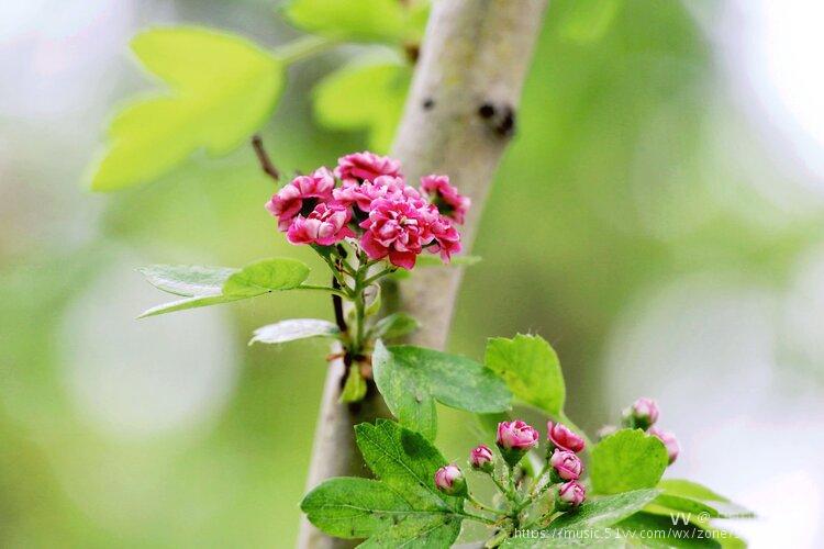 红花山楂花