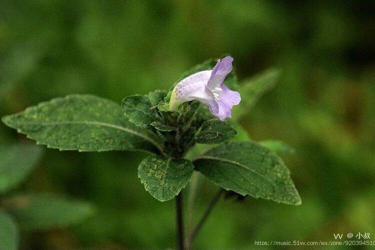 少花马蓝药用价值图片