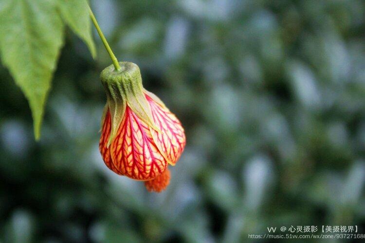 金铃花属锦葵科苘麻属植物,别名灯笼花,网花苘麻,纹瓣悬铃花等.