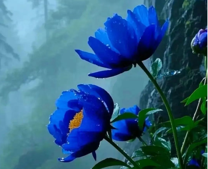 小浅🎤V娱热点