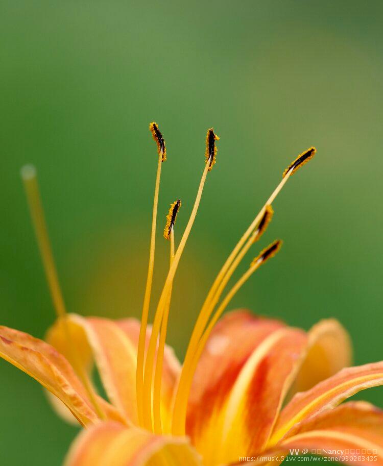 萱草别名众多,有诗意的"忘忧草","萱草,忘忧思,故曰忘忧草.