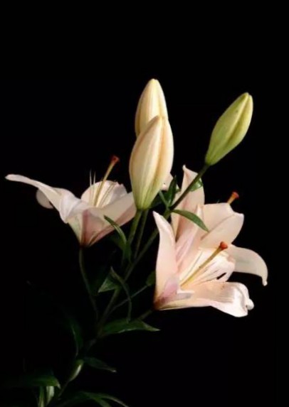 心田上的百合花林清玄