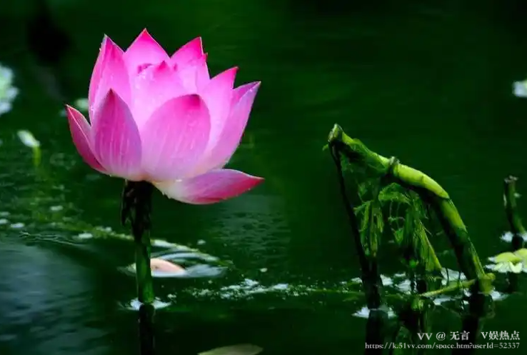 无言🎤V娱热点