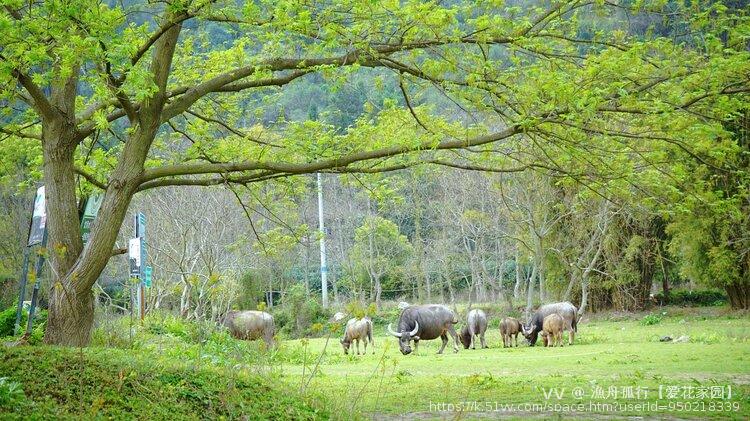 漁舟孤行【爱花家园】