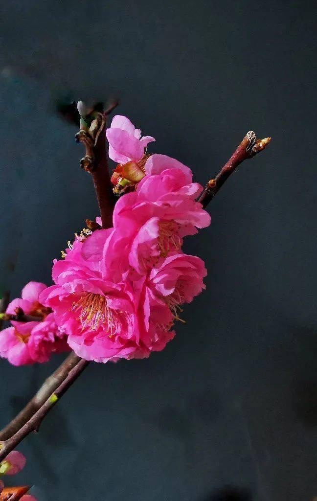 斯文笑脸【汤圆文学社】