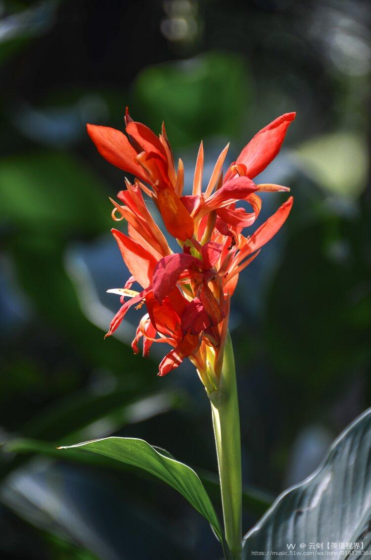 美人蕉的花语是美好的未来,连招贵子,坚持到底.