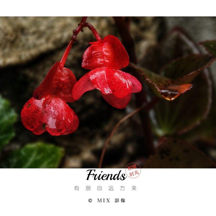 雾中花【美摄视界】