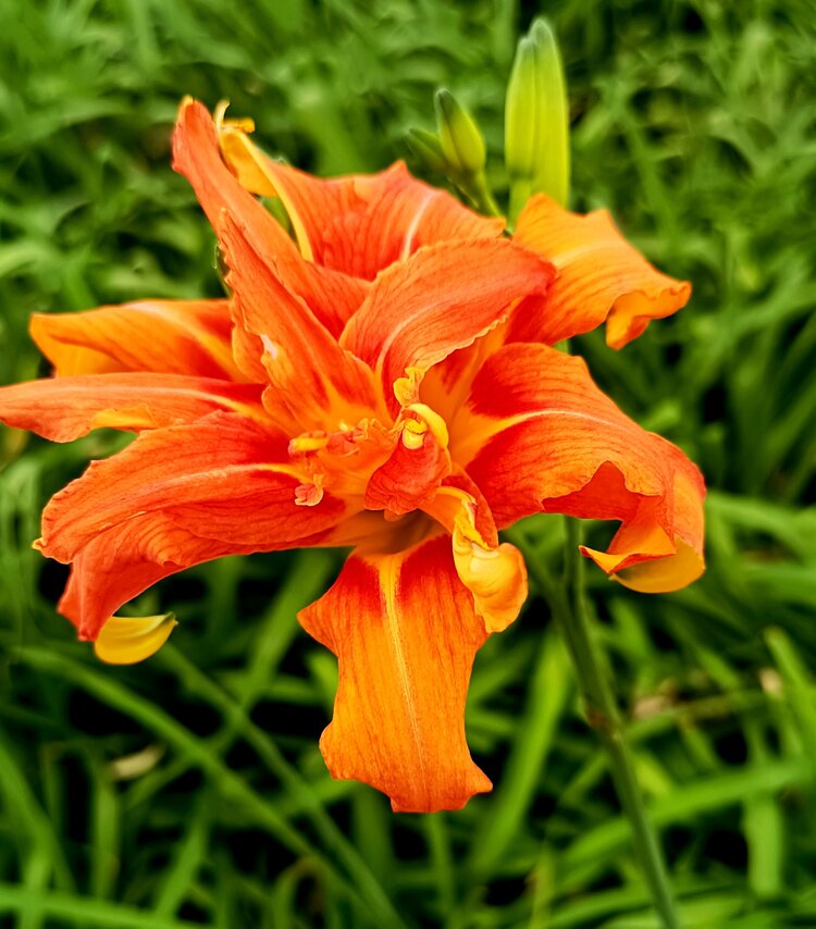 精美的花心重瓣萱草