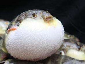 沧海🐡 🍸豪族国学精英