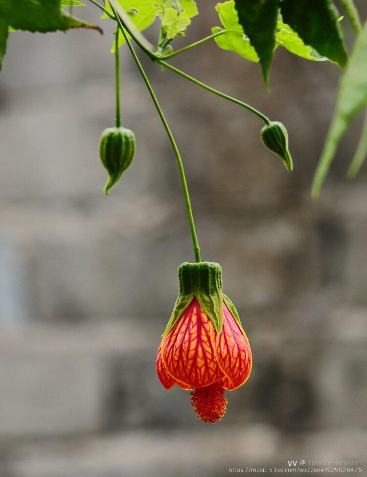 喜庆的金铃花