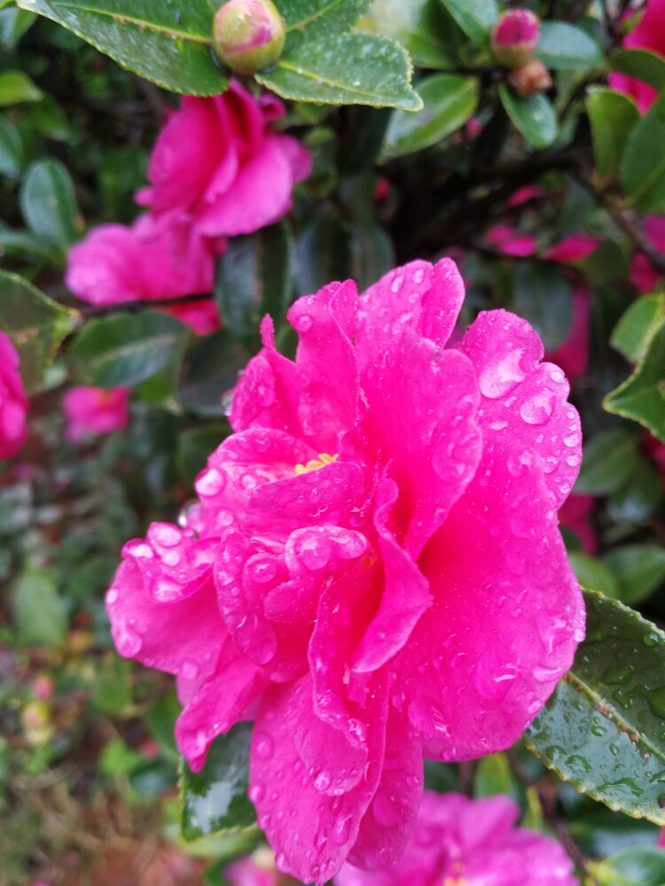 雨婷