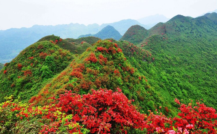 郎溪盛村映山红图片