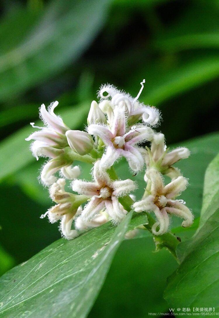 混身是宝,全株可以入药,根可治跌打,蛇咬,疔疮,茎叶可治小儿疳积,疔肿