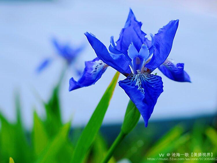蓝紫色鸢尾花