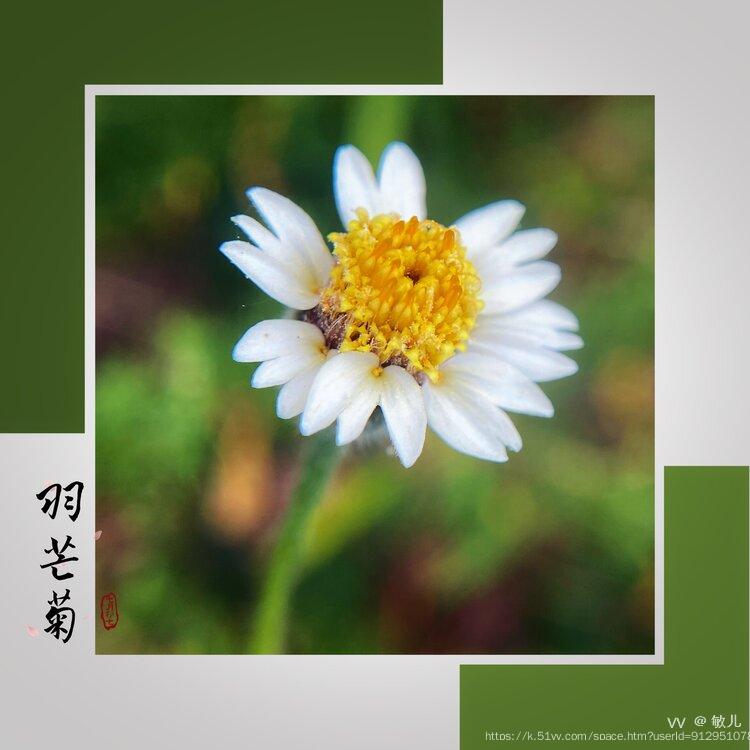 敏儿