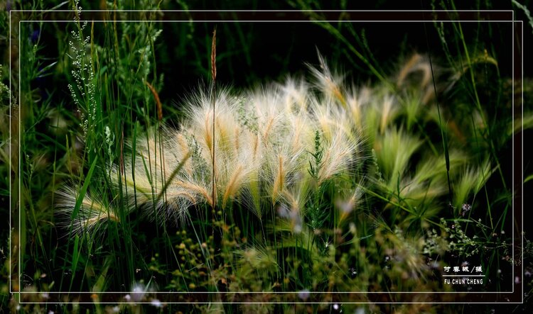 原创首发芒草生香