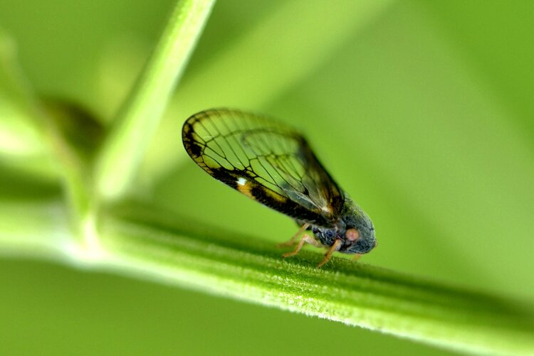 透翅疏广蜡蝉首发