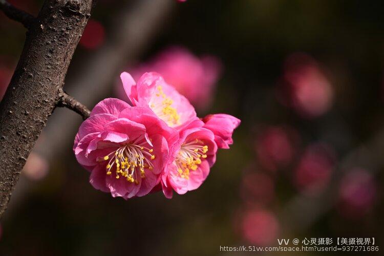 心灵摄影【美摄视界】