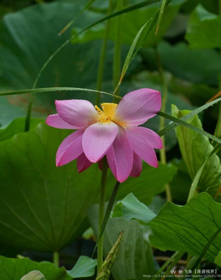 飞鱼【美摄视界】