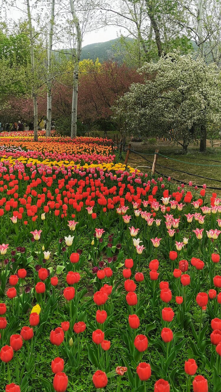 郭炳光【文声汇影】