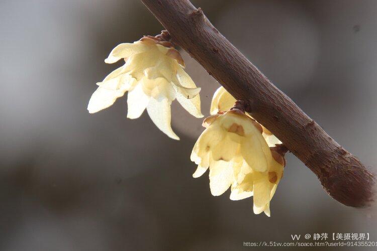 静萍【美摄视界】