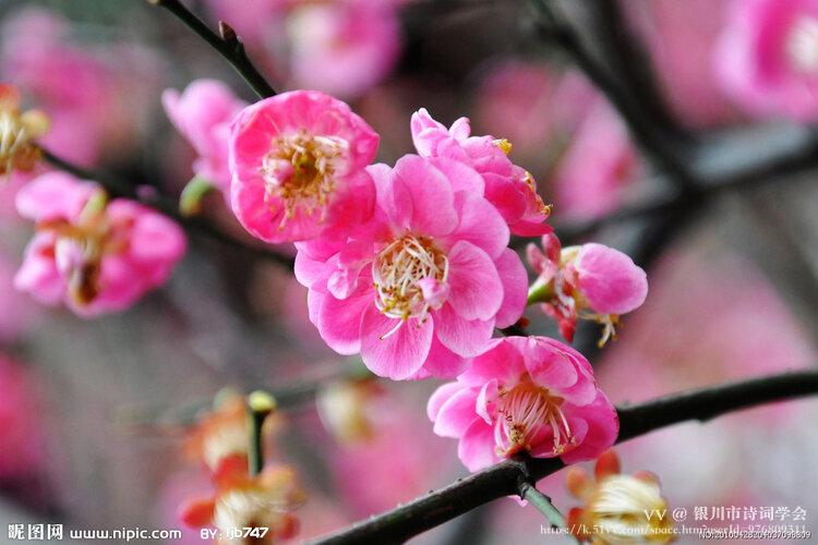 银川市诗词学会