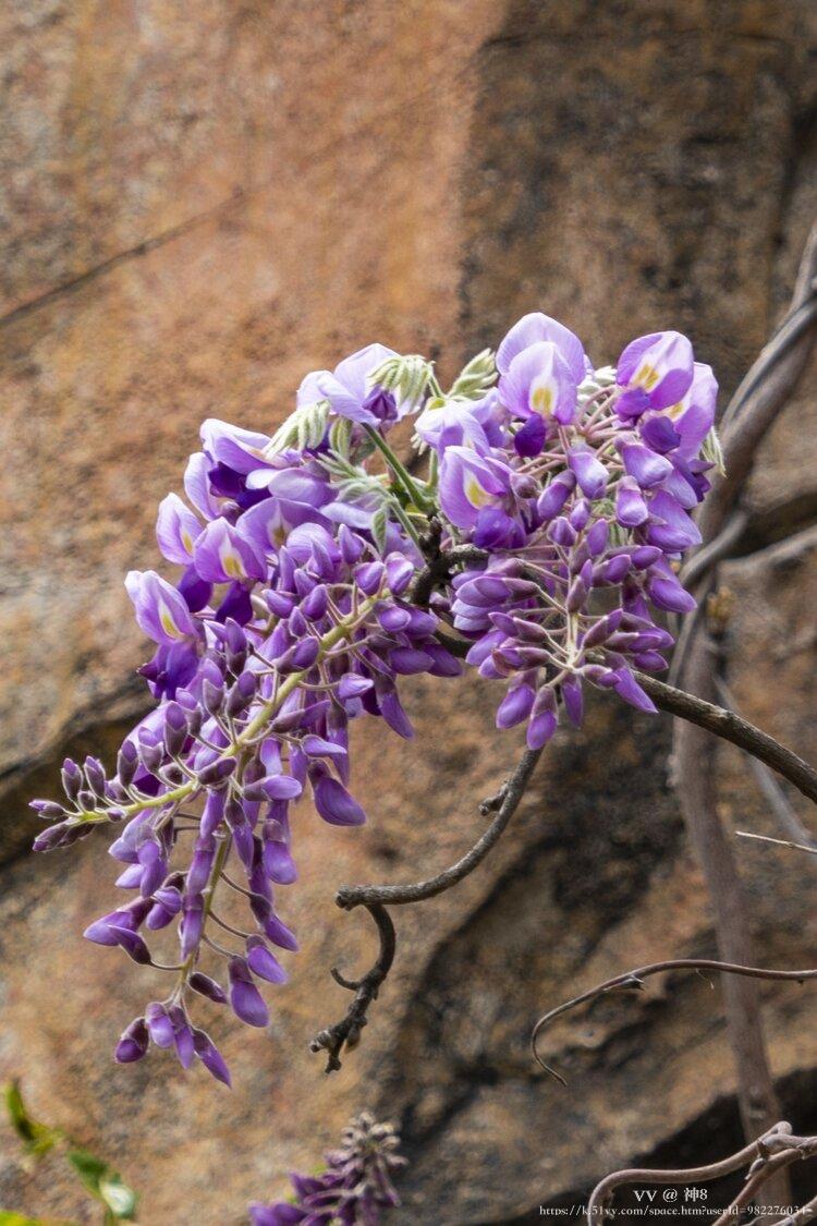 神8🇨🇳🇨🇳🇨🇳