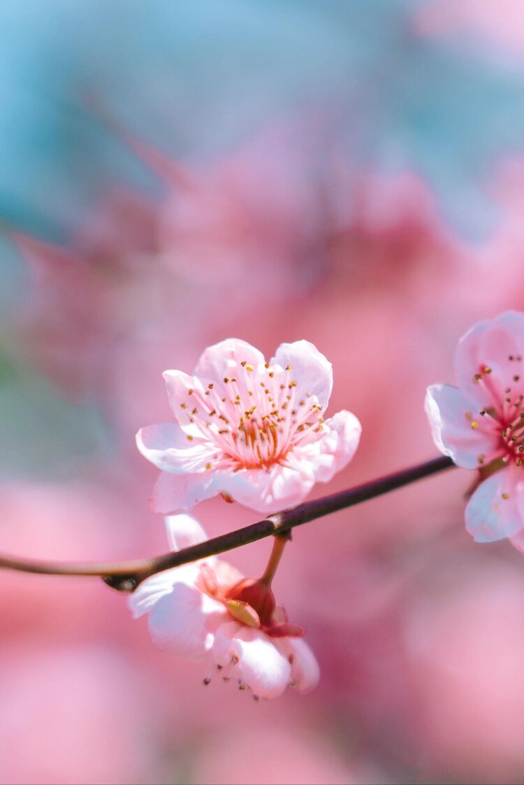 💫压馨韵💫天使