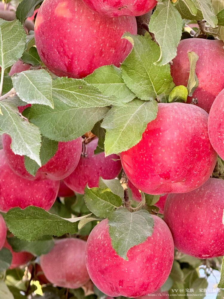 家族🌺家族招新号