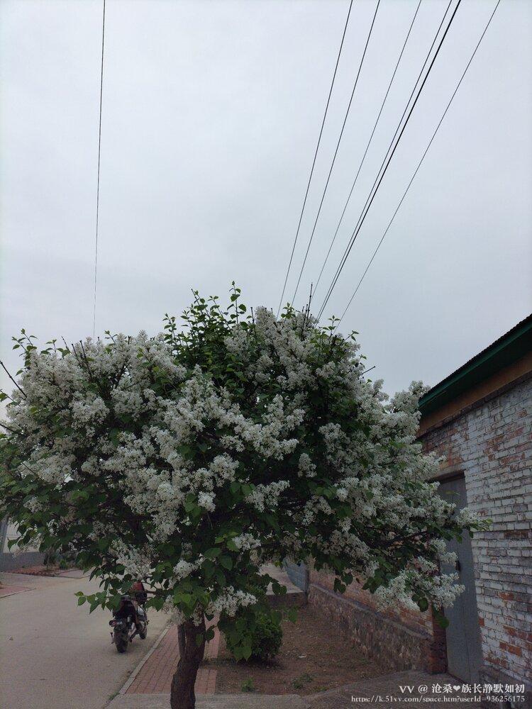 沧桑❤️族长静默如初