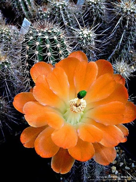 秦之声彩虹（舞师小号）