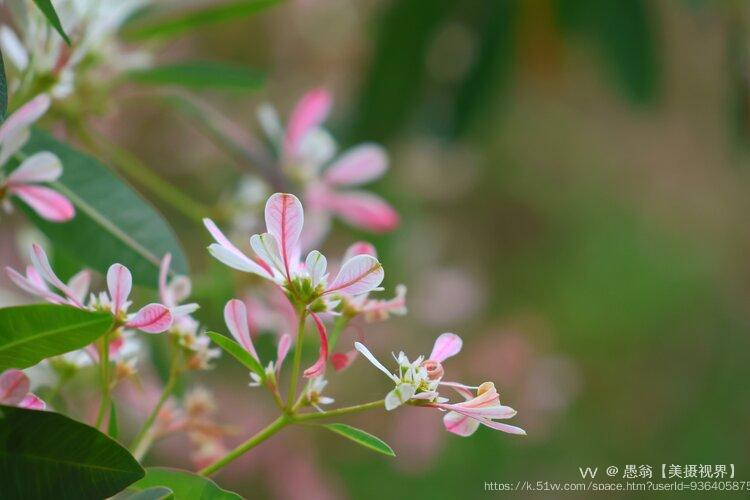 愚翁【美摄视界】