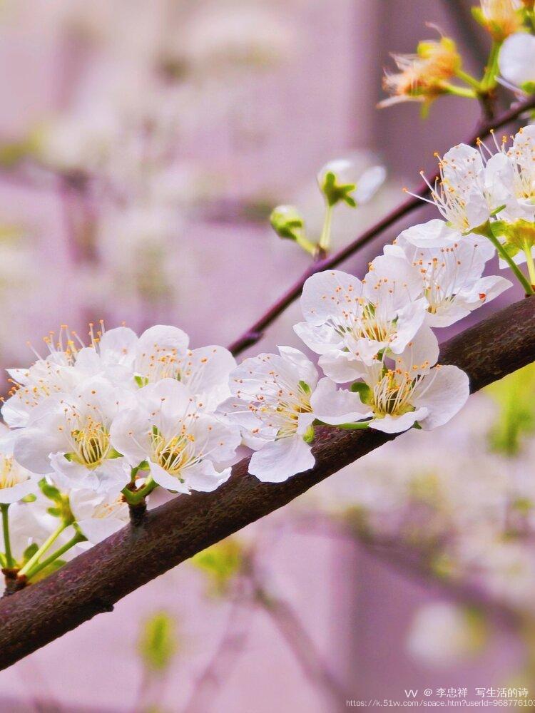 李忠祥  写生活的诗