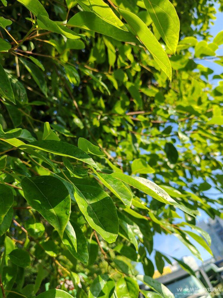 纳兰＿🎤V娱热点