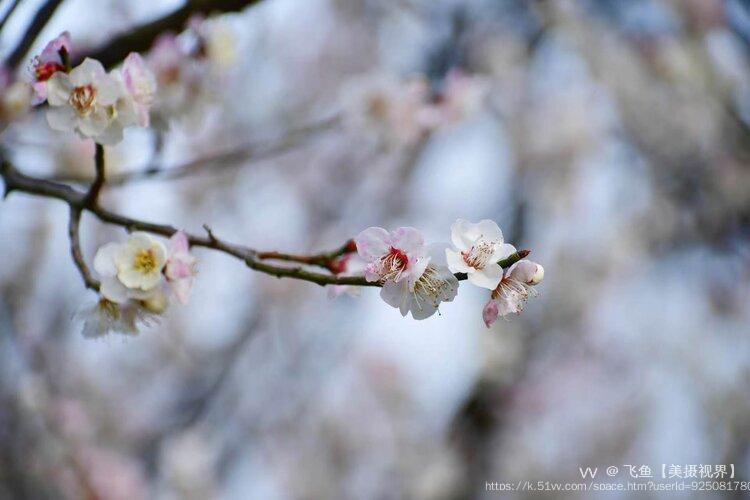 飞鱼【美摄视界】