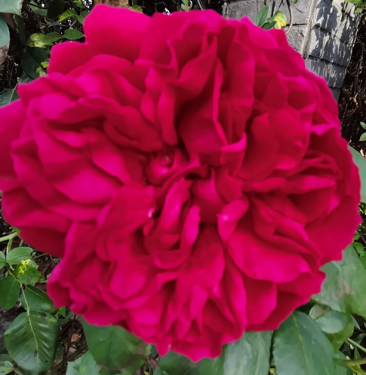 XST😊歌诵🍸豪族唱将