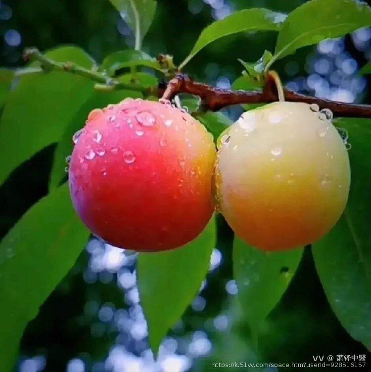 萧锋中醫