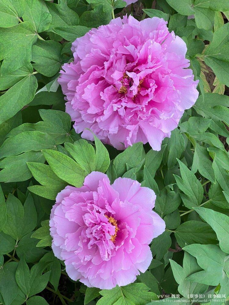 魏歌🌺（董事长）往事随风