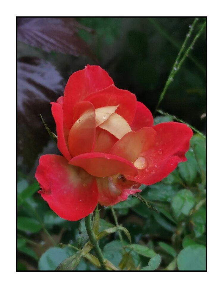 💞心✨援💞开心