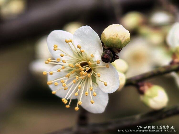 阿拉【爱花家园】