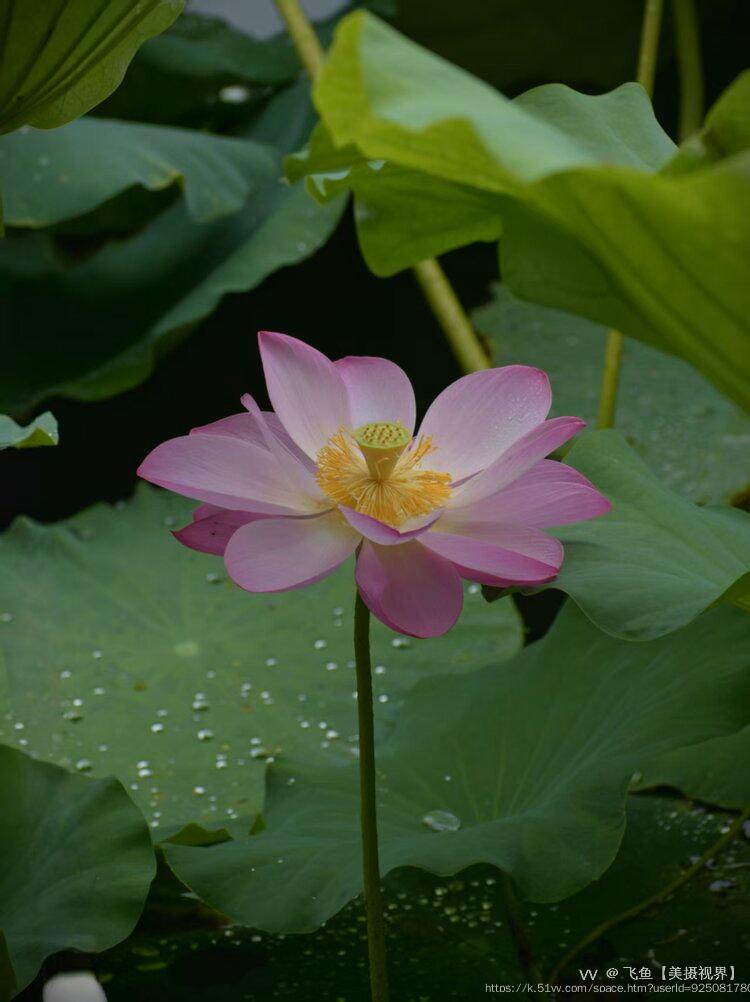 飞鱼【美摄视界】