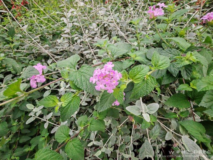 纳兰＿🎤V娱热点