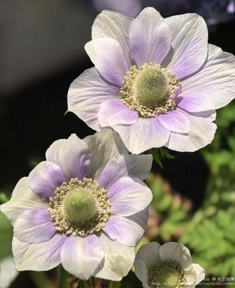 ✿͜坣袖༣ྀ࿆