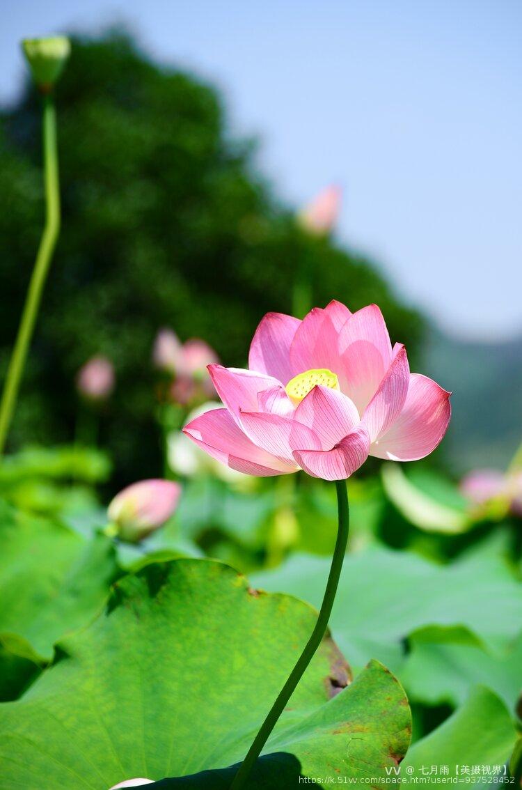 七月雨【美摄视界】 