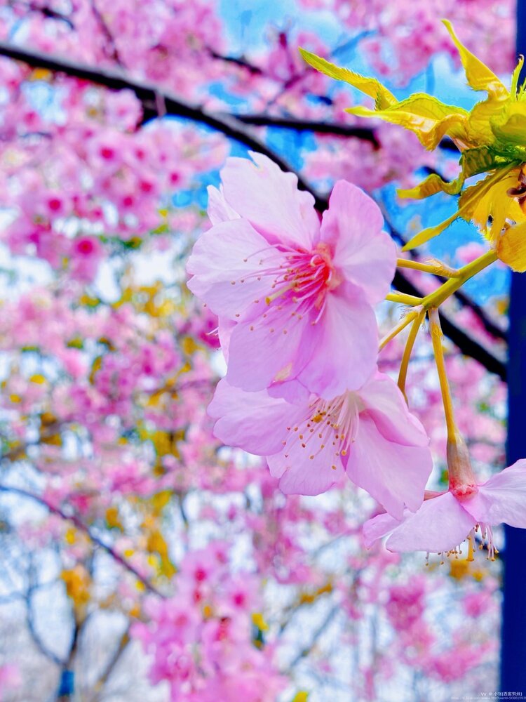 老书生【西窗剪烛】