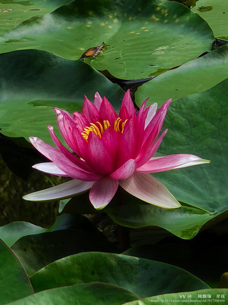 💞风雅颂🎋开花