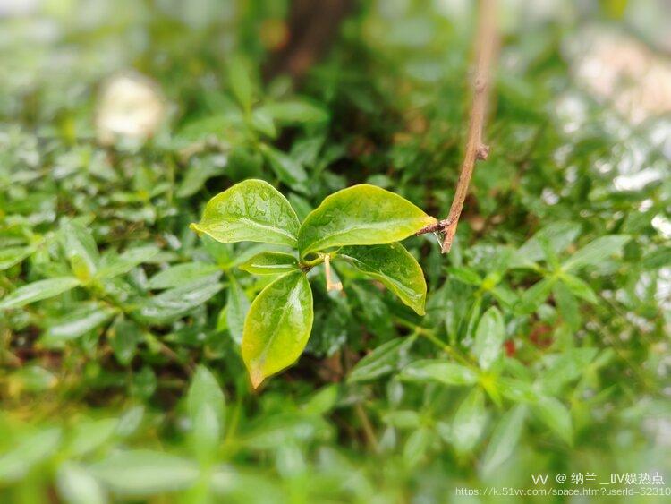 纳兰＿🎤V娱热点